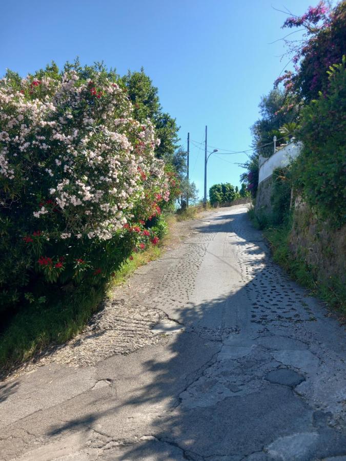 Villetta Panoramica Forio di Ischia Exteriér fotografie